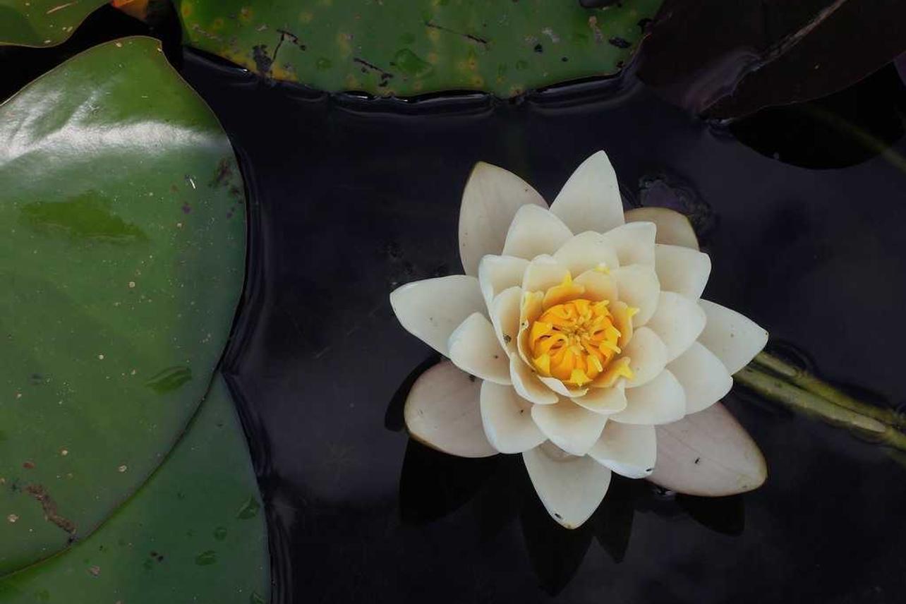 Nam culpa dolorem et voluptatem recusandae